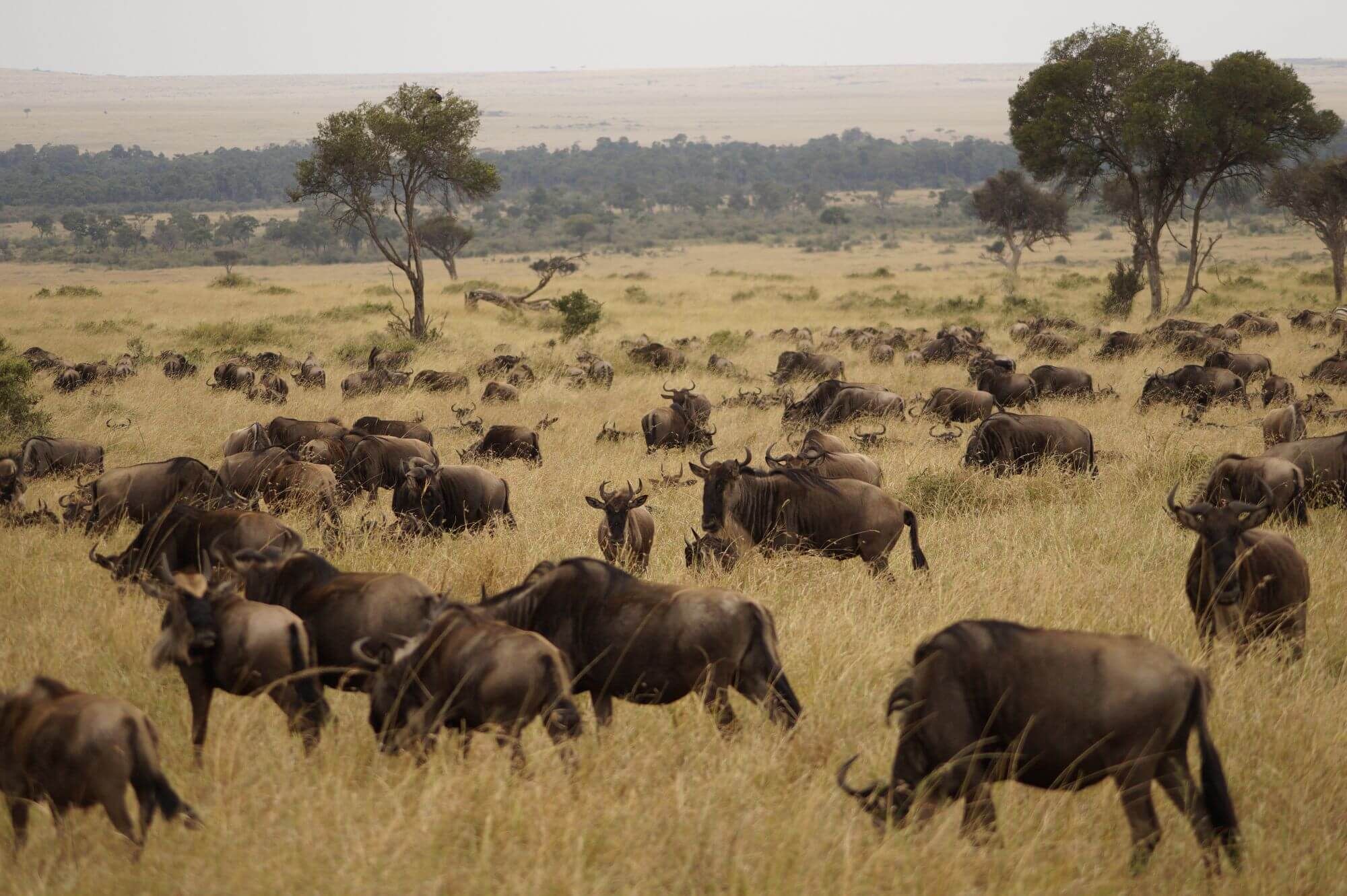 From Kenya to Tanzania (private tour)